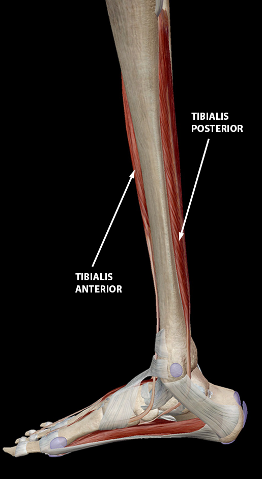 Hold on to Your Tibias: The Anatomy and Causes of Shin Splints